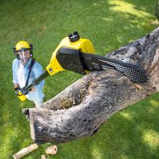 Best Stump Grinding and Removal  in Onalaska, WI