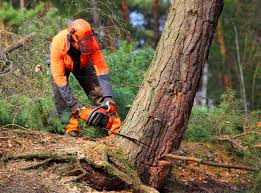 Best Tree Trimming and Pruning  in Onalaska, WI